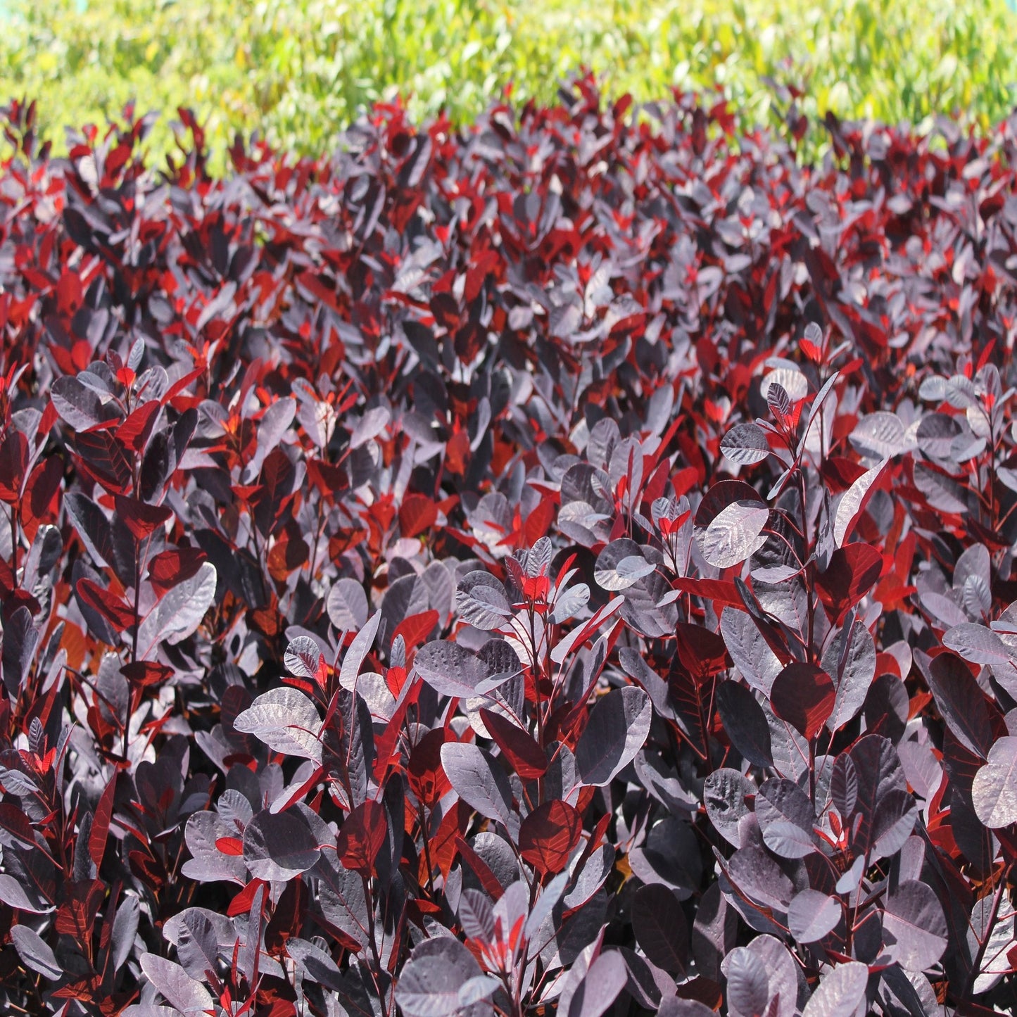 Cotinus cog. 'Royal Purple' 9cm/2L