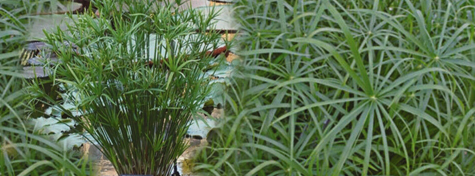 Cyperus alternifolius 'Involucratus' (Umbrella palm)