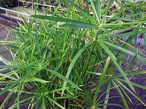 Cyperus alternifolius 'Involucratus' (Umbrella palm)