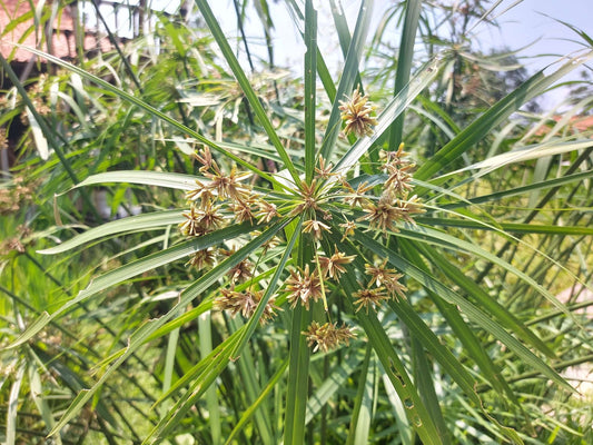 Cyperus alternifolius 'Involucratus' (Umbrella palm)