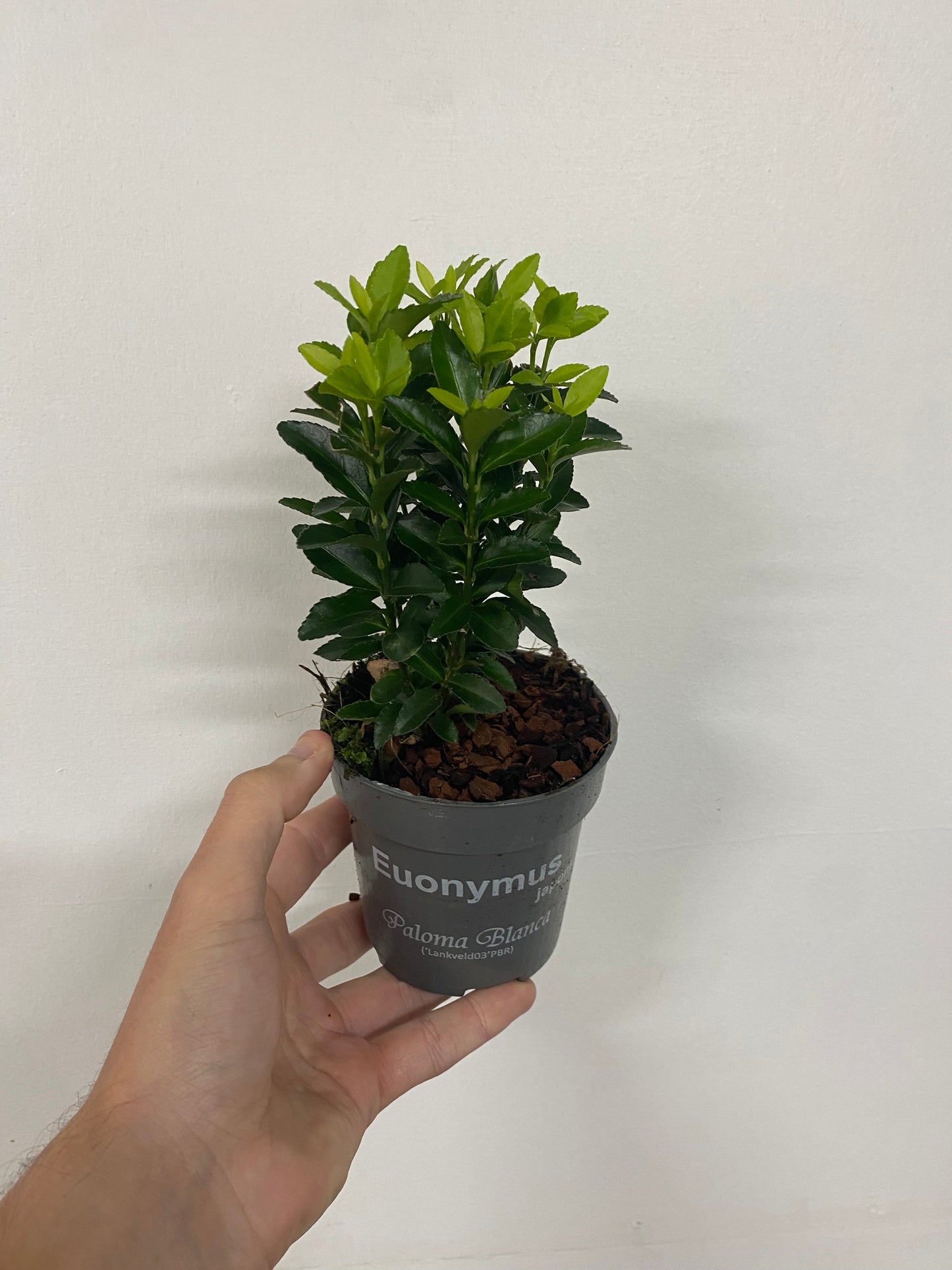 Euonymus fortunei 'Paloma Blanca' 9cm/1.5L/2L/5L