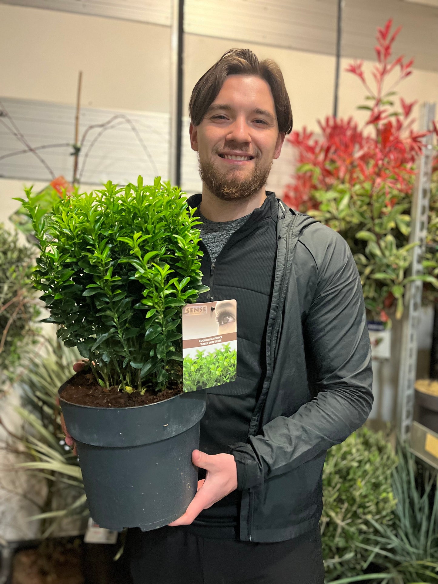 Euonymus japonicus 'Green Spire'