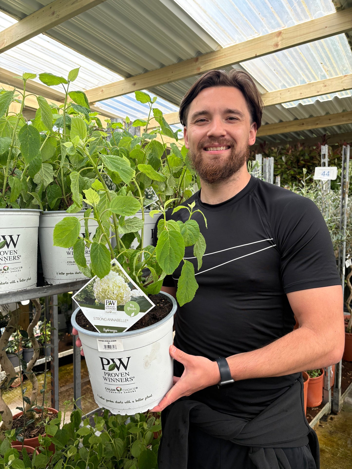 Hydrangea arborescens 'Incrediball' / 'Strong Annabelle' 3L / 5L / 7.5L / 10L / 20L / 30L