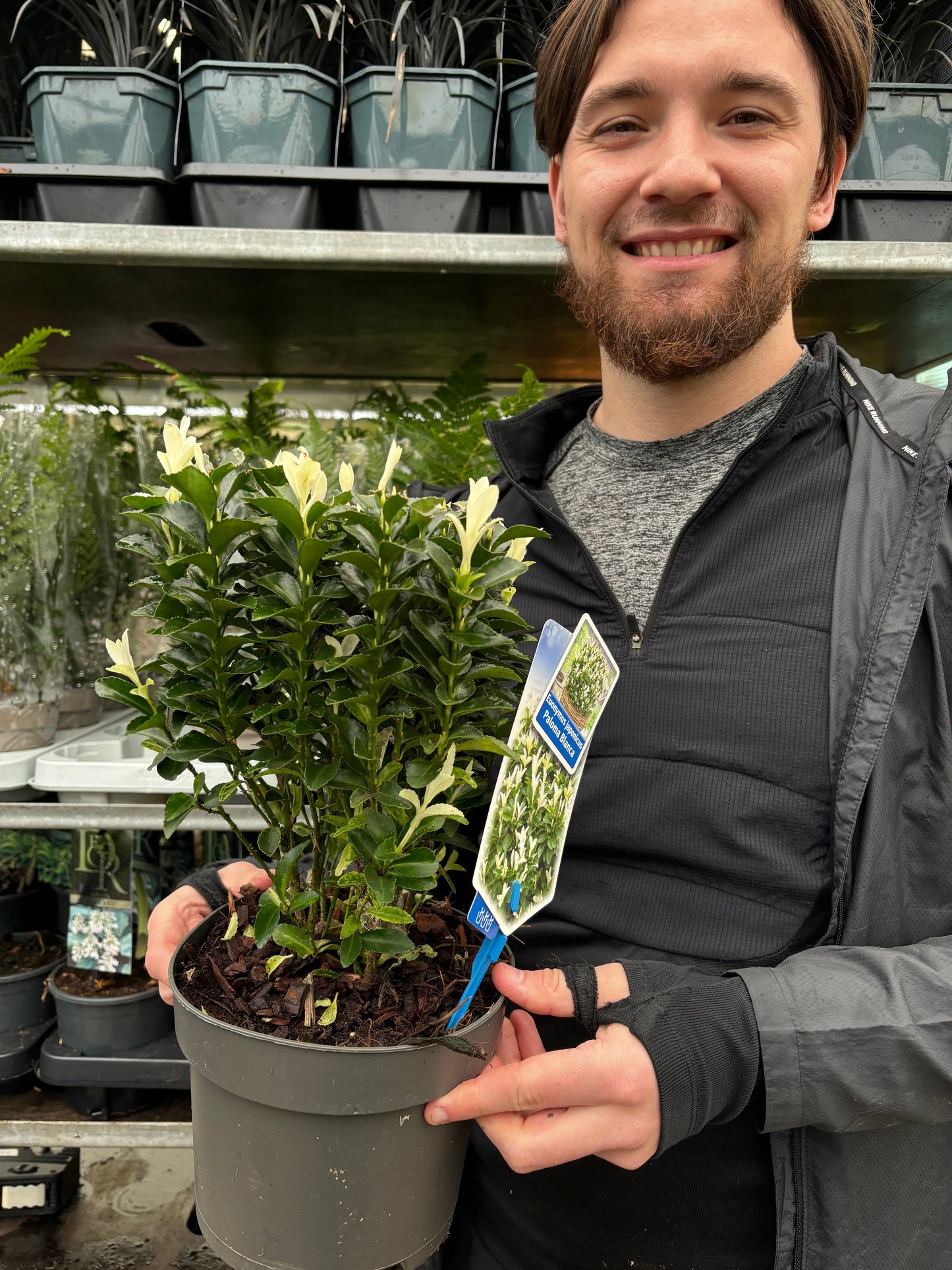 Euonymus fortunei 'Paloma Blanca' 9cm/1.5L/2L/5L