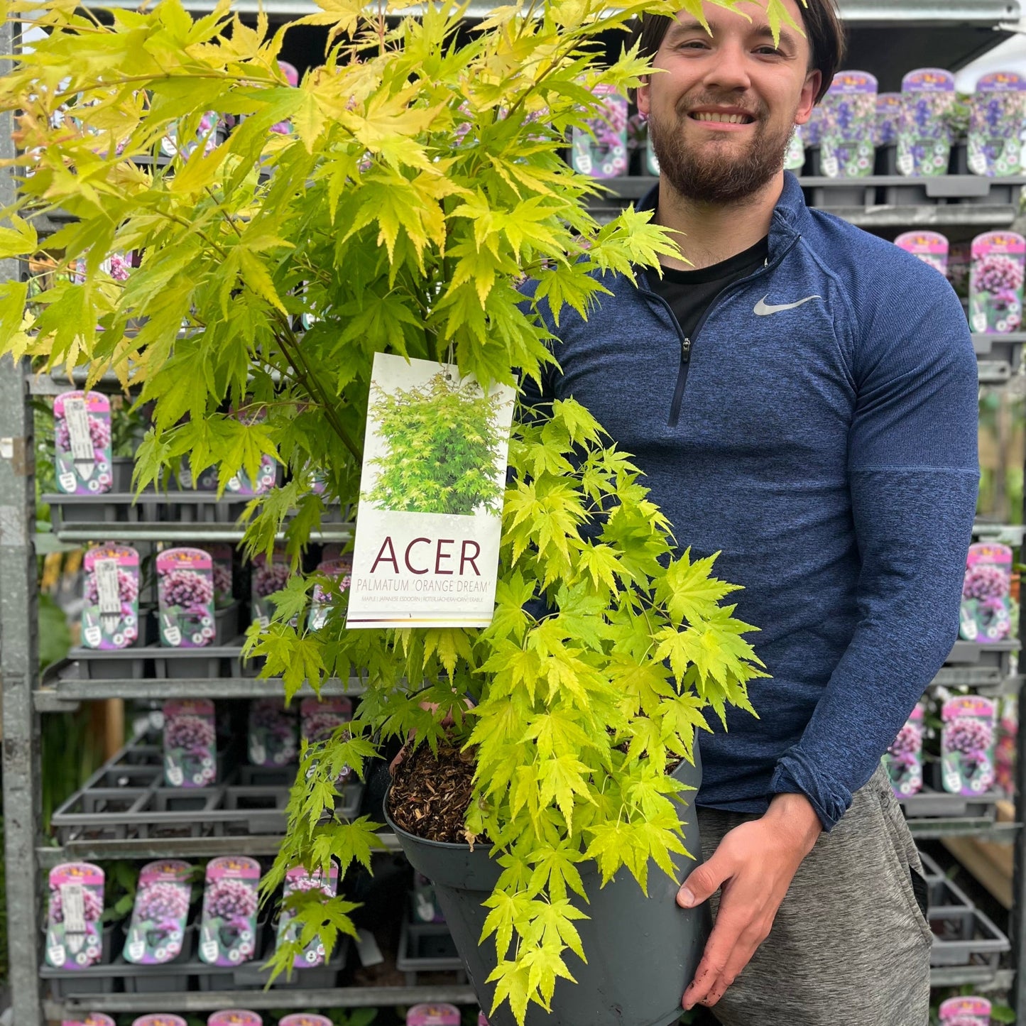 Acer palmatum 'Orange Dream' 10.5cm / 2L / 3L / 10L / 20L