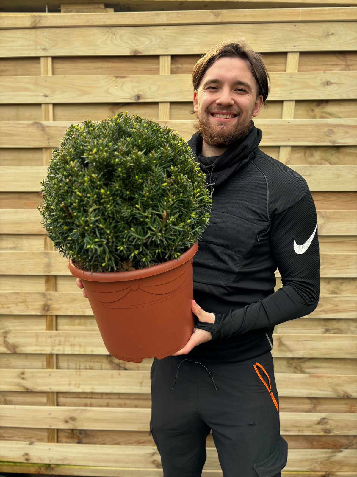 Yew Ball - Taxus Baccata Ball 2L / 6L / 7L / 10L / 22L