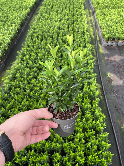 Euonymus japonicus 'Green Spire'