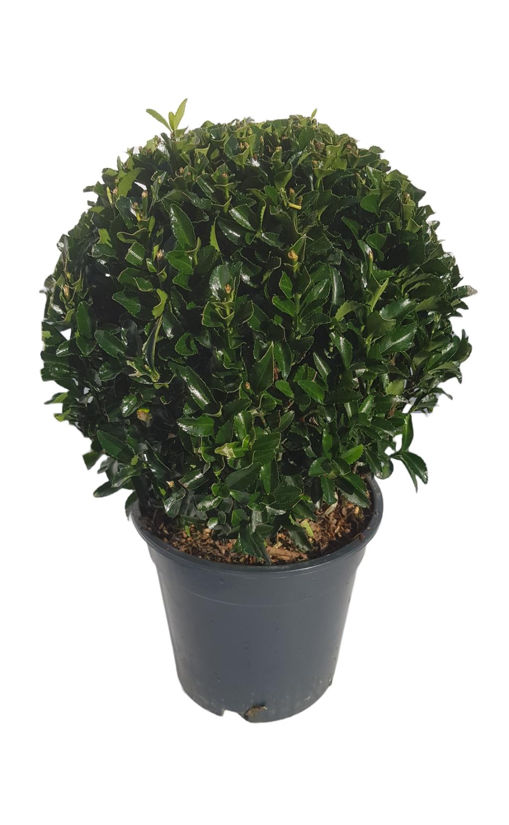 Euonymus japonicus Ball 'Green Spire' 2L/5L