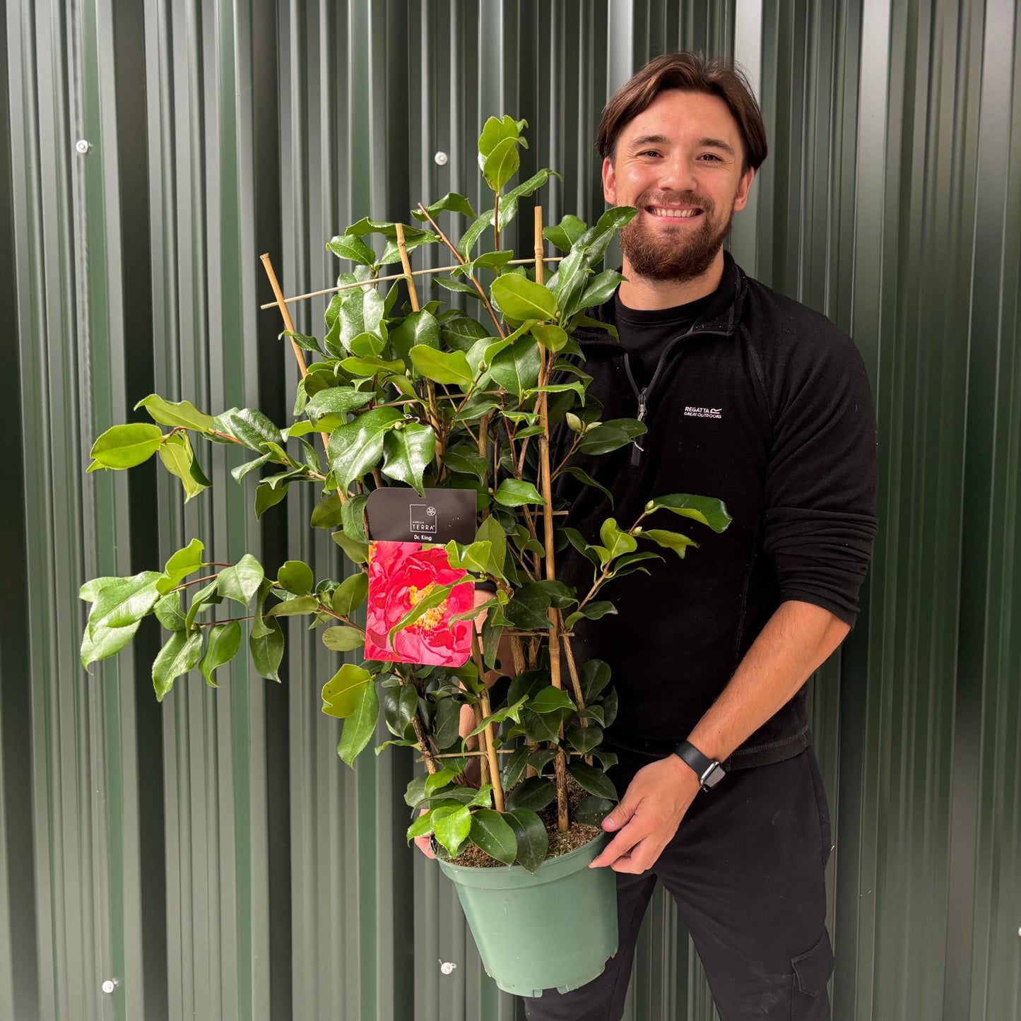 Camellia japonica 'Dr. King'