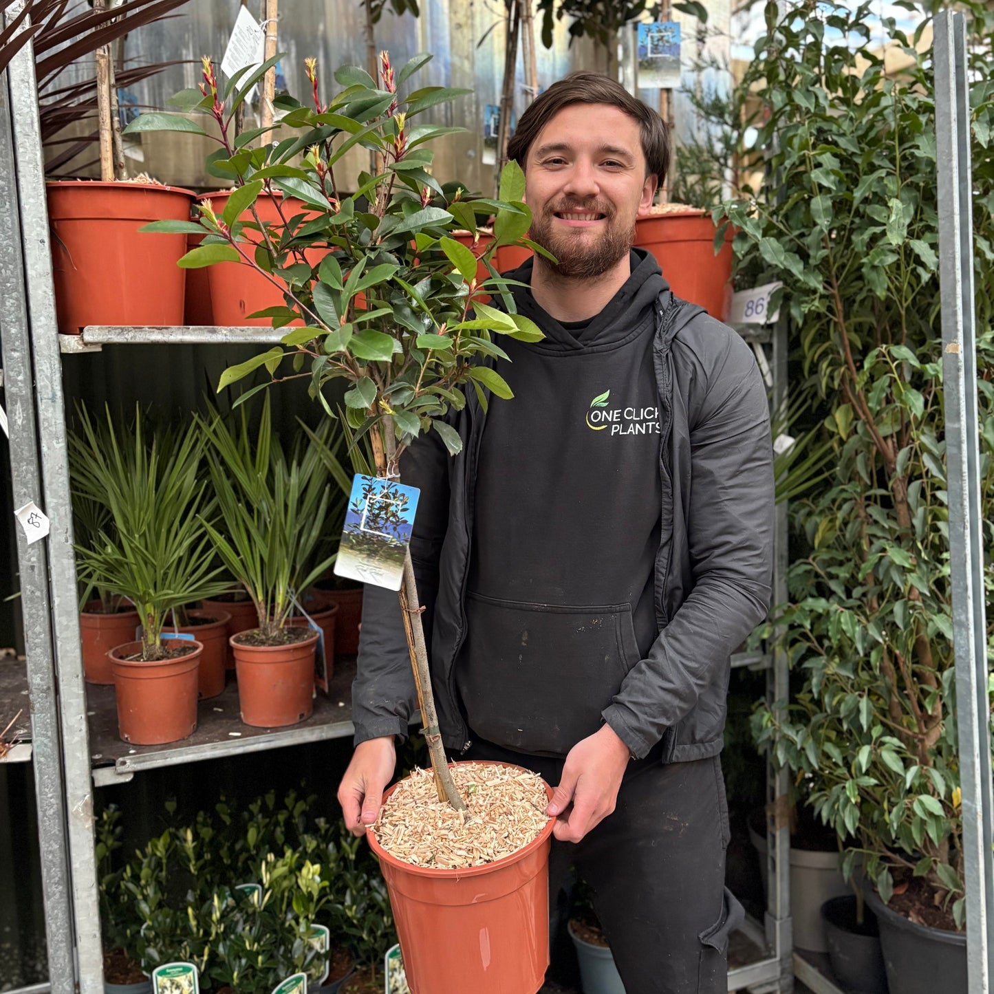 Half Standard Photinia 'Red Robin' 100cm