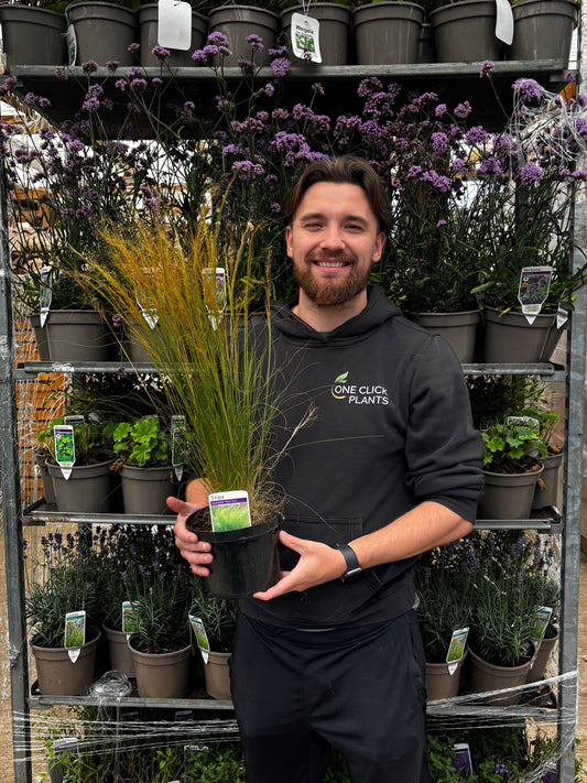 Stipa tenuissima 'Ponytails' 9cm/3L