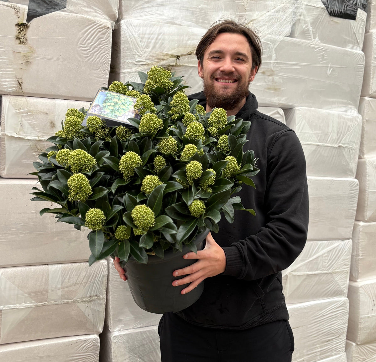 Skimmia japonica 'White Globe' 2L / 3L / 12L