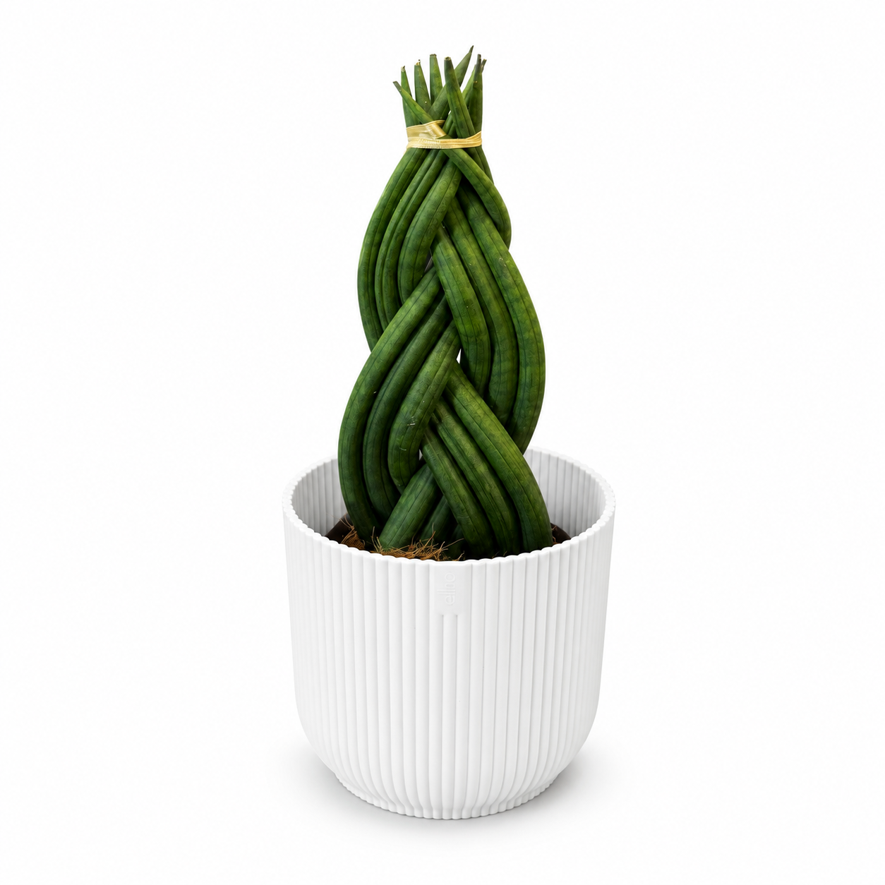 Sansevieria Braided Houseplant