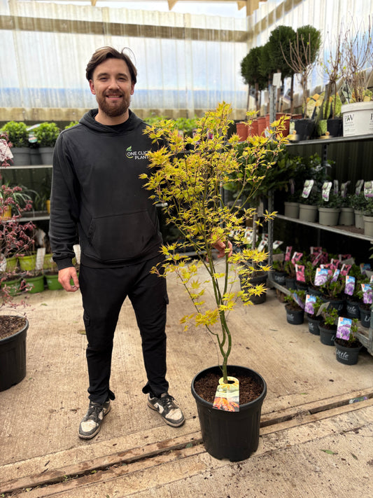 Acer palmatum 'Orange Dream' 10.5cm / 2L / 3L / 10L / 20L