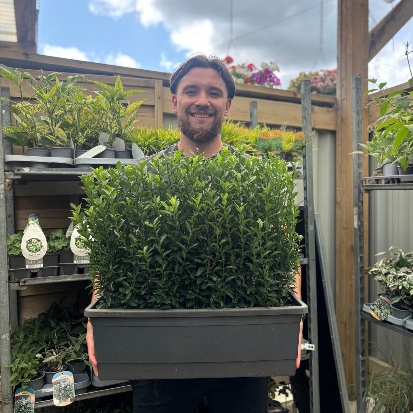 Euonymus japonicus 'Green Spire'
