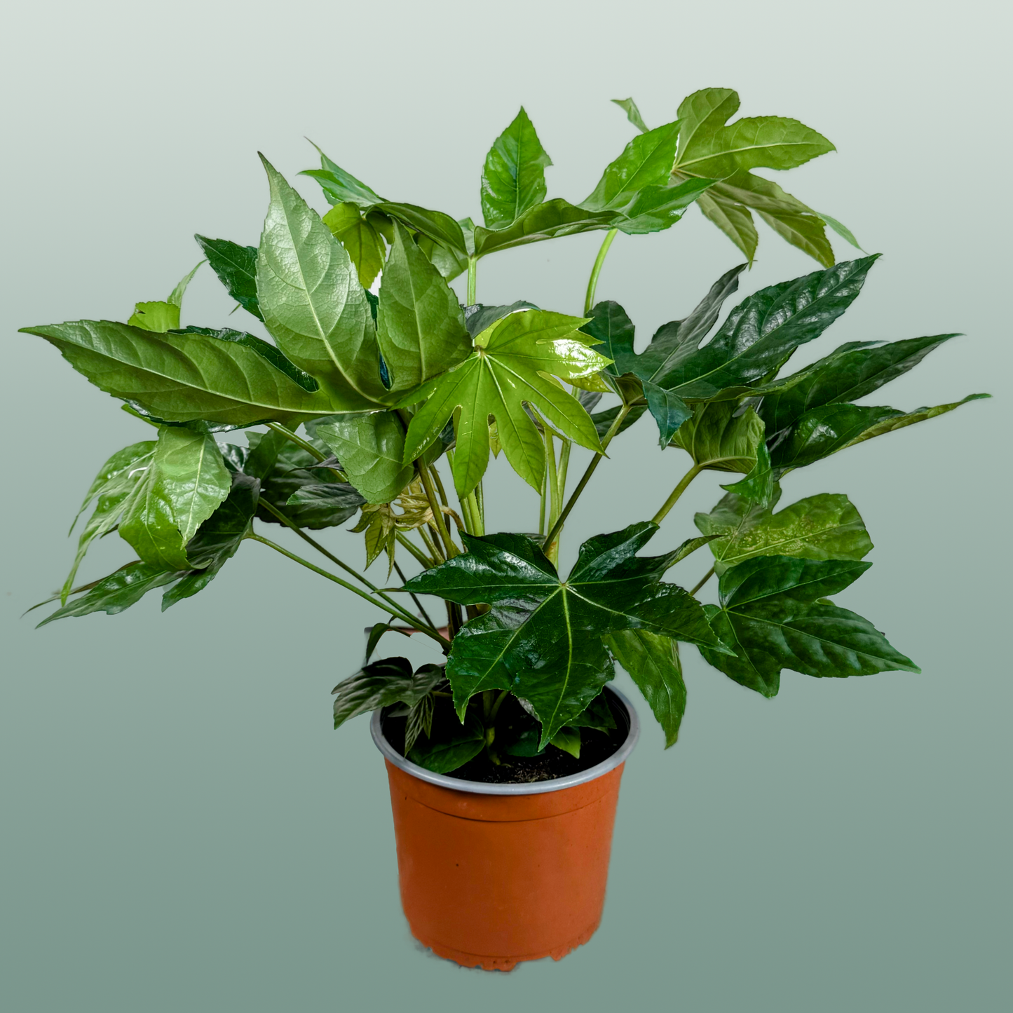 Fatsia Japonica tray x6