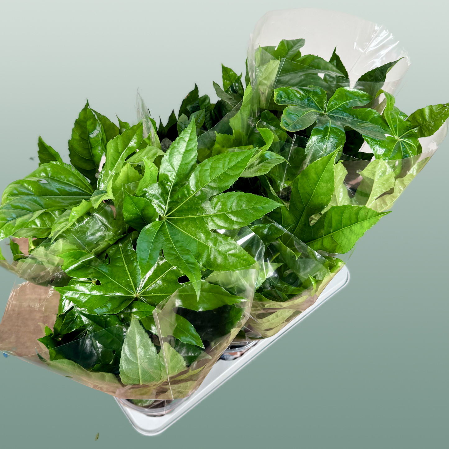 Fatsia Japonica tray x6
