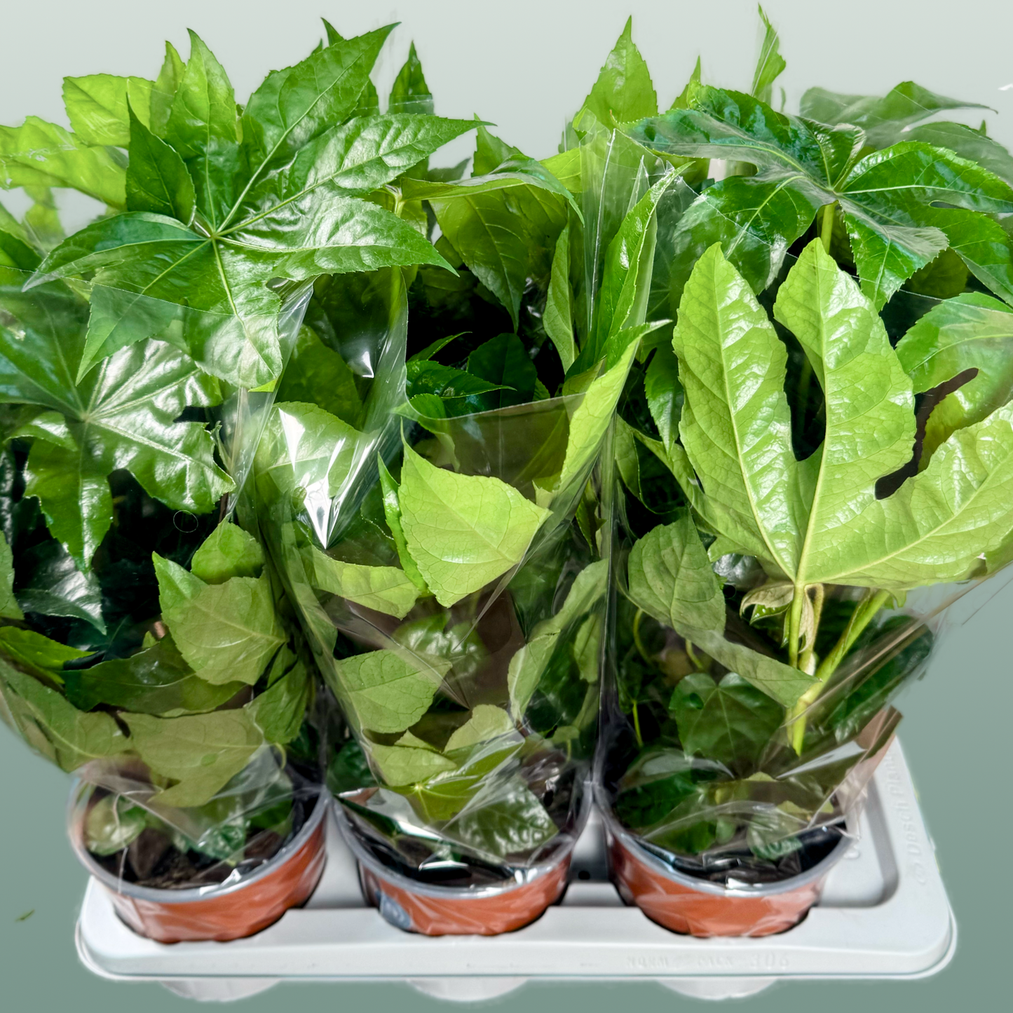 Fatsia Japonica tray x6