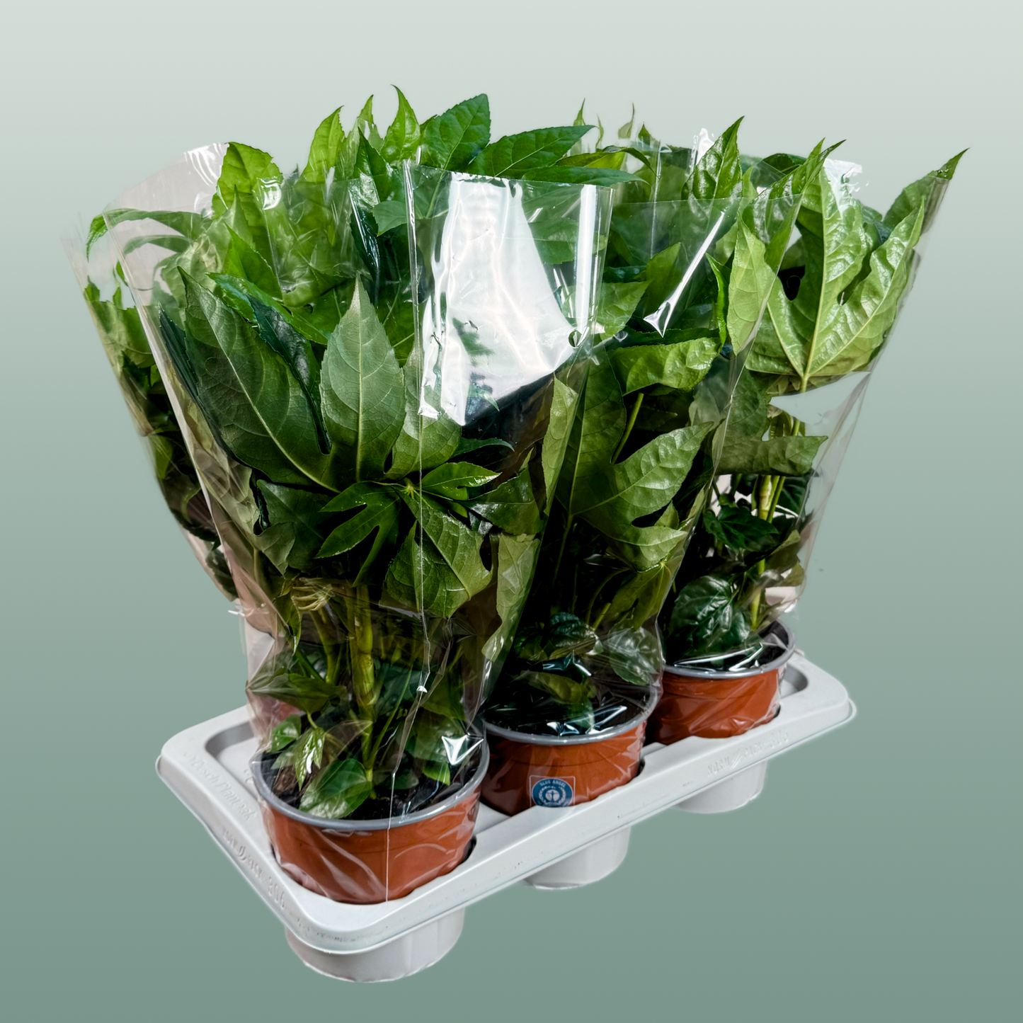Fatsia Japonica tray x6