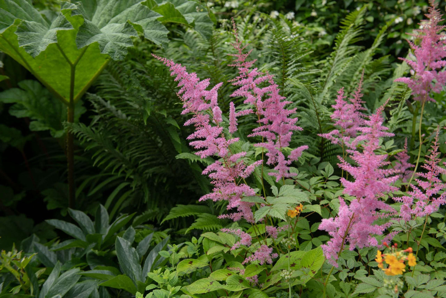 Filipendula rubra 'Venusta  Magnifica'