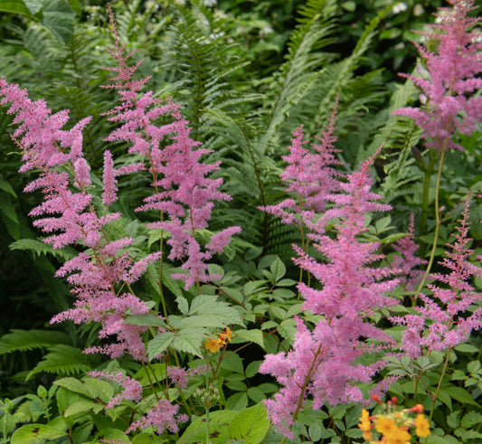 Filipendula rubra 'Venusta  Magnifica'