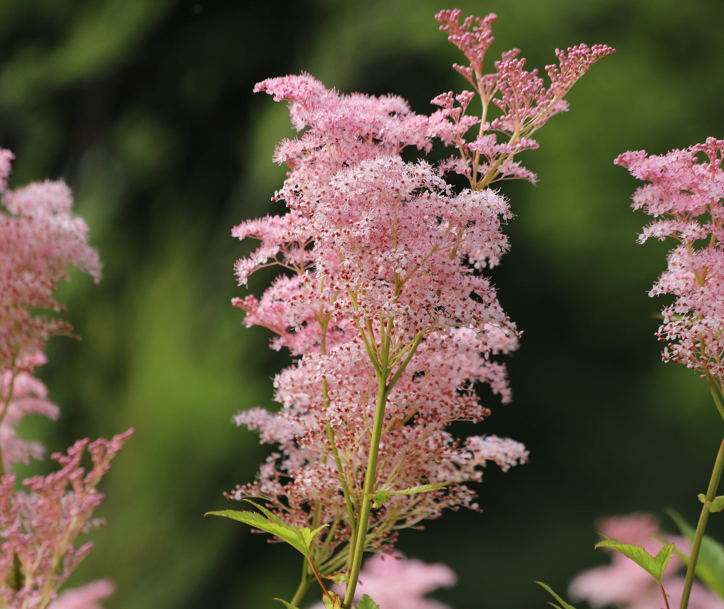 Filipendula rubra 'Venusta  Magnifica'