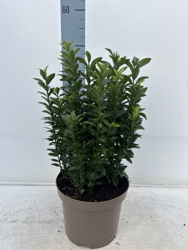 Euonymus japonicus 'Green Spire'