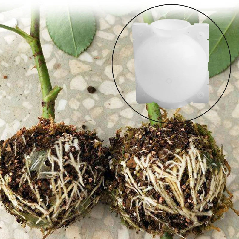 5pcs Plant Rooting Ball