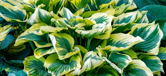 Hosta First Frost