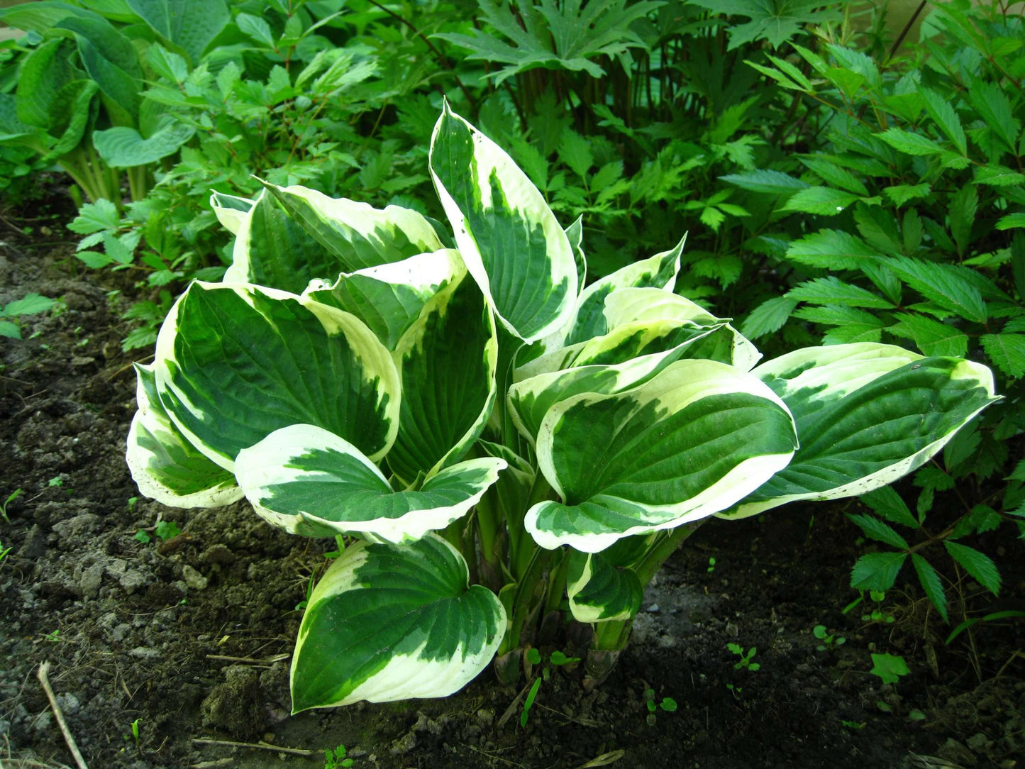 Hosta 'Patriot'