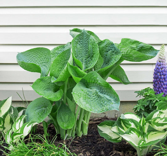 Hosta abiqua 'Drinking Gourd'