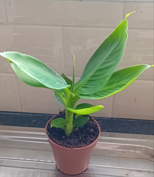 Musa Tropicana