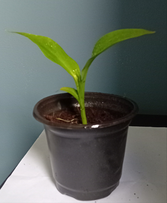 Canna indica (Plug plant)