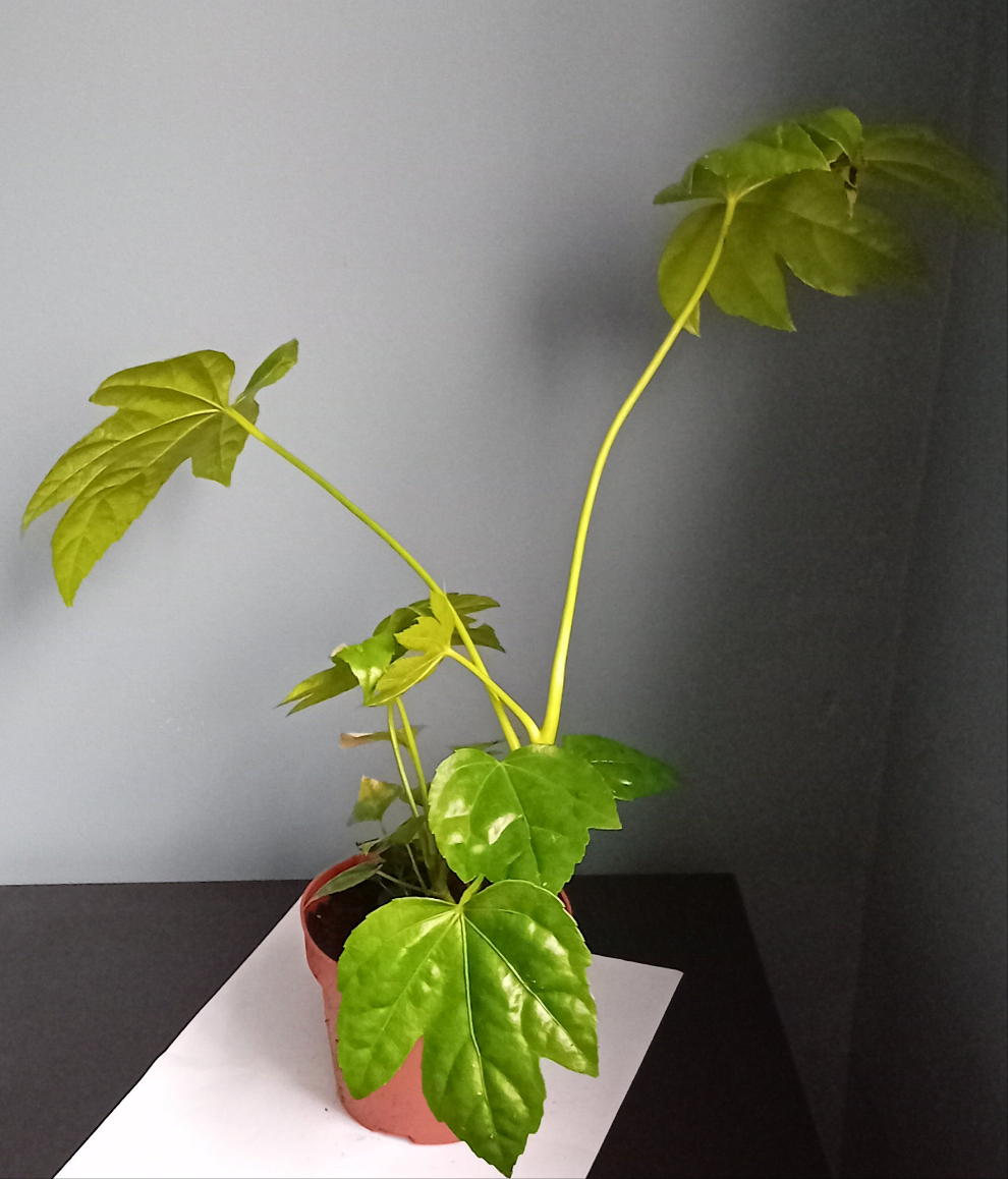 Fatsia Japonica