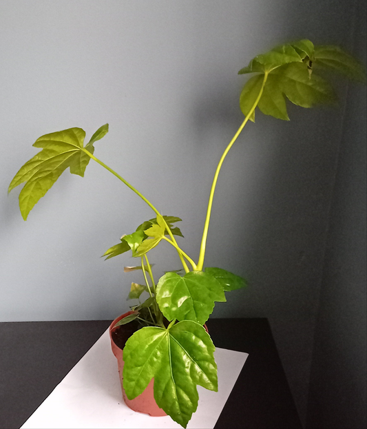 Fatsia Japonica