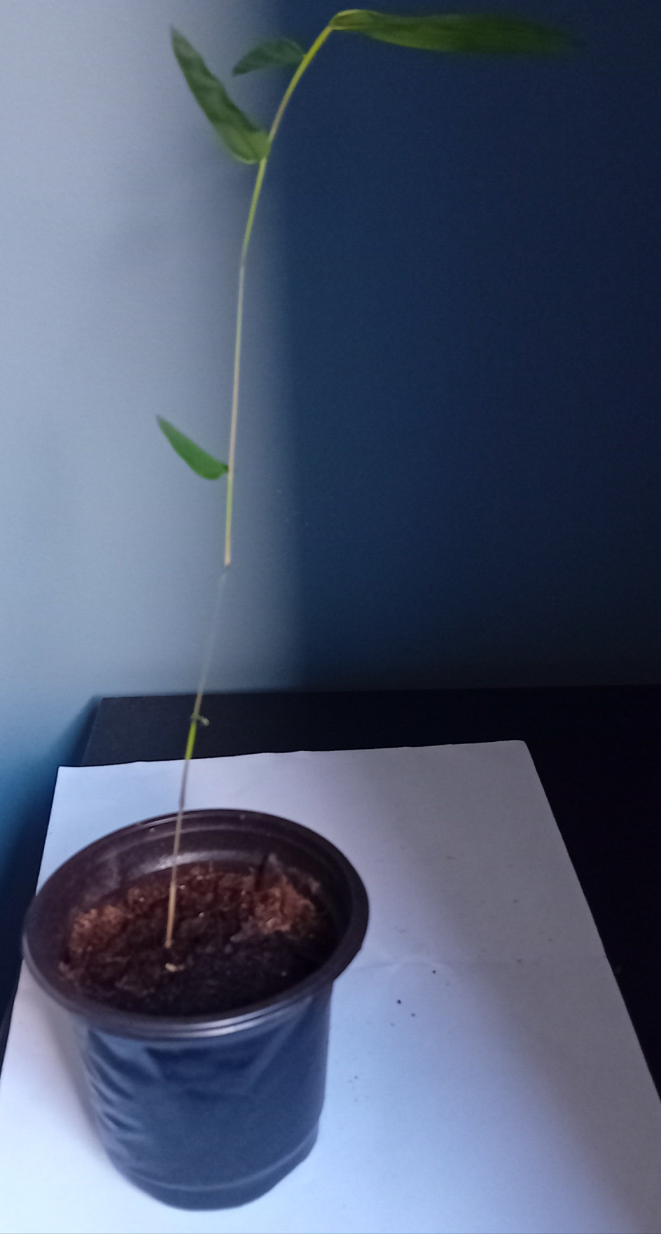 Dendrocalamus strictus (Plug plant)