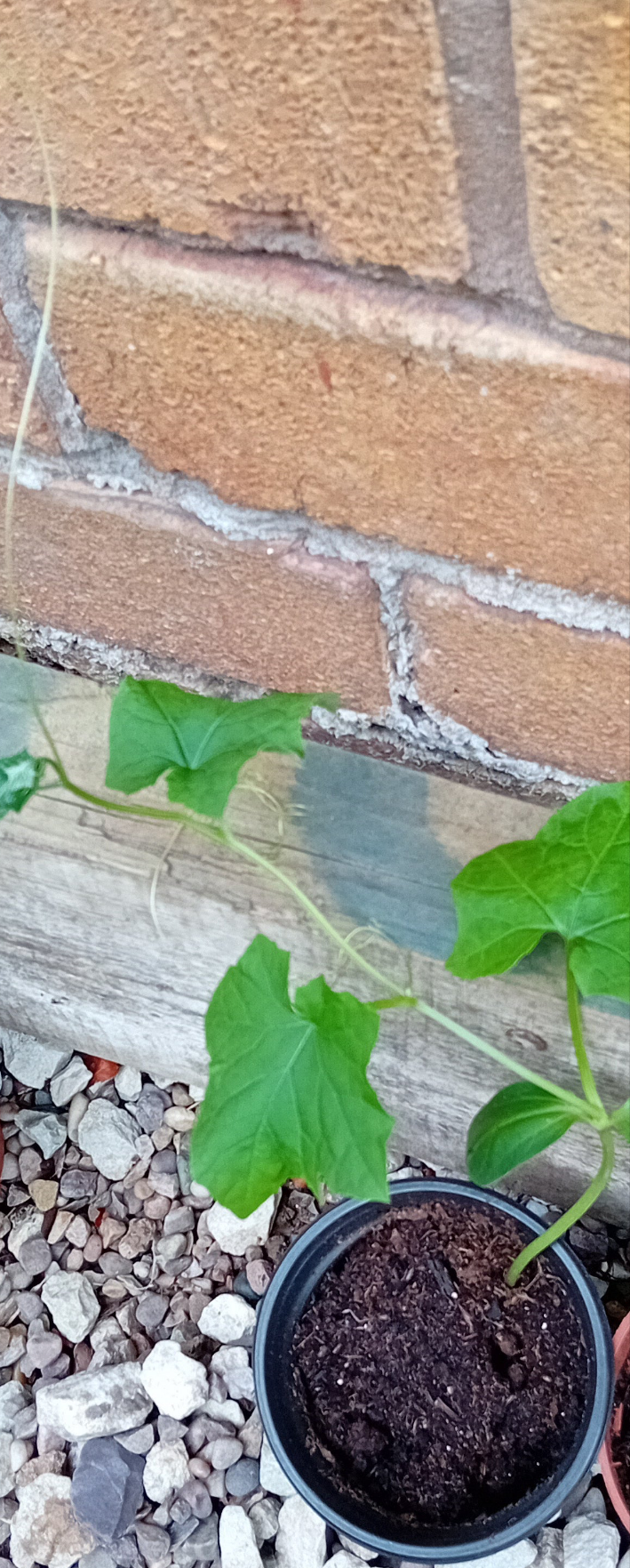 Luffa Cylindrica Garden ready plug plants