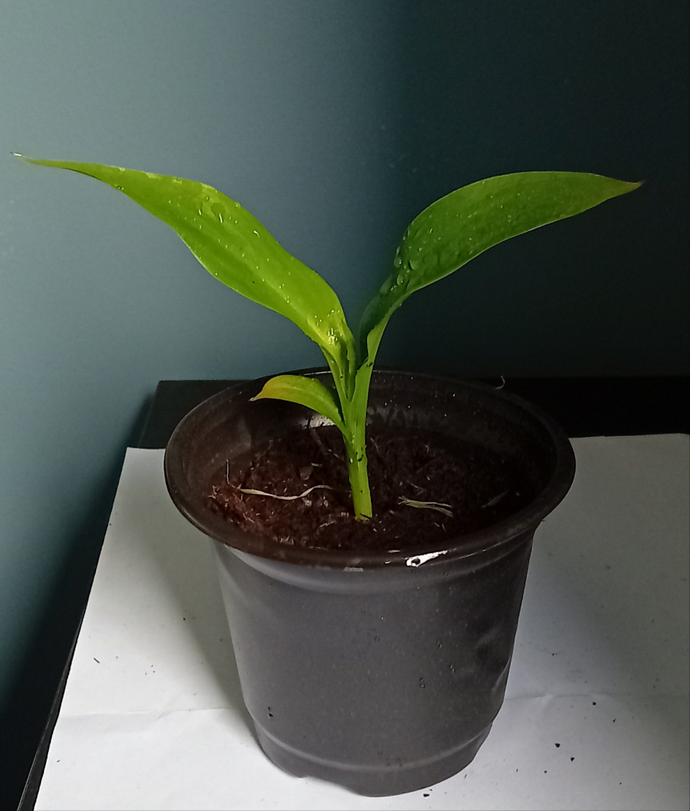 Canna indica (Plug plant)