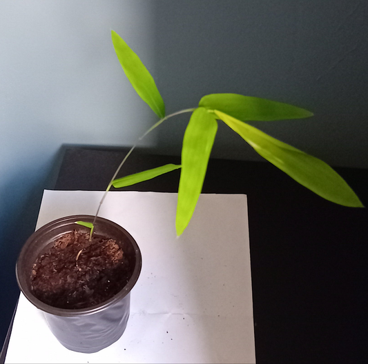 Dendrocalamus strictus (Plug plant)