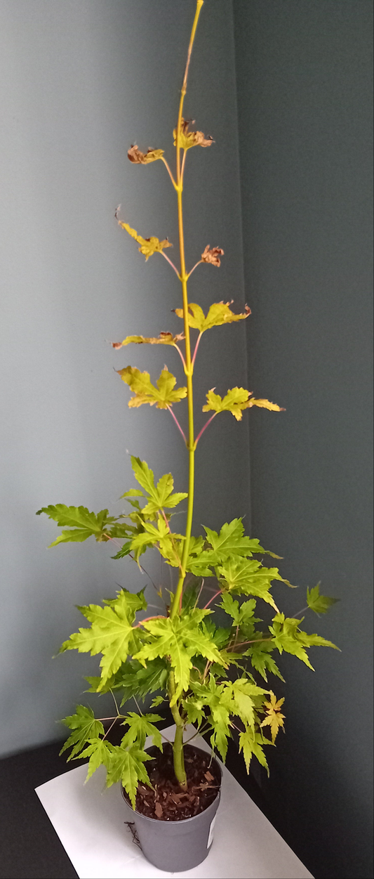 Acer Tree (going green)