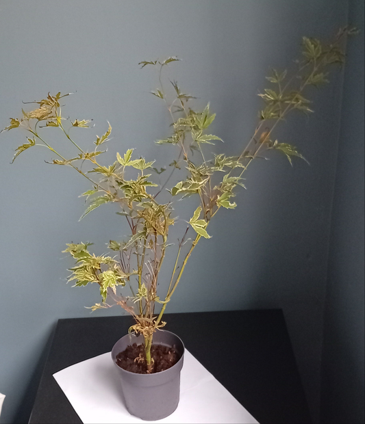 Acer Tree (butterfly)