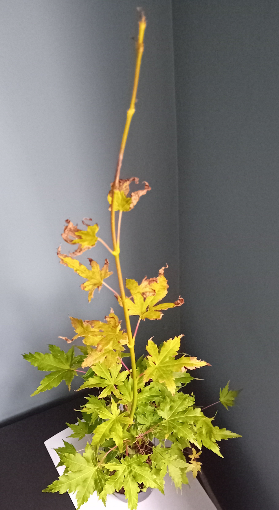 Acer Tree (going green)