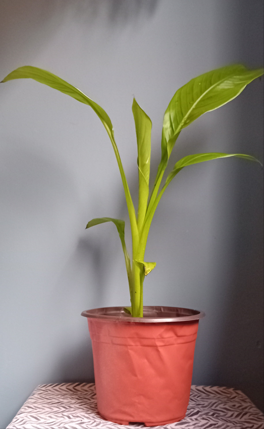 Ensete Ventricosum