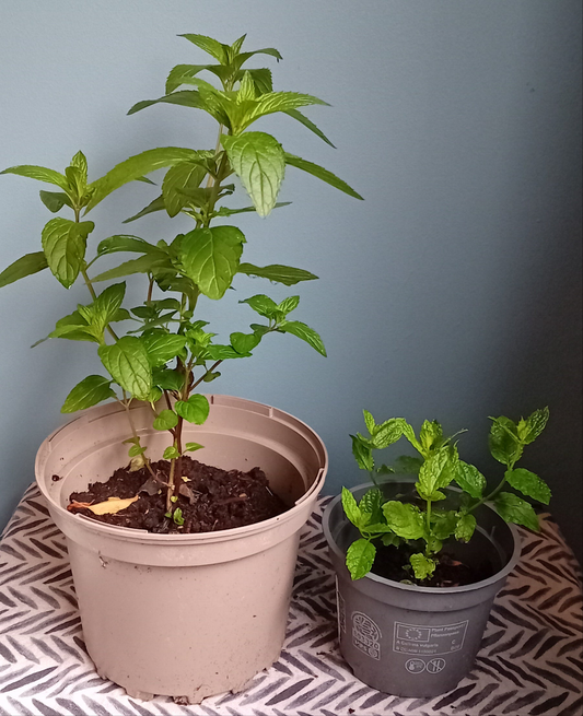Mint roulette 2 different mints