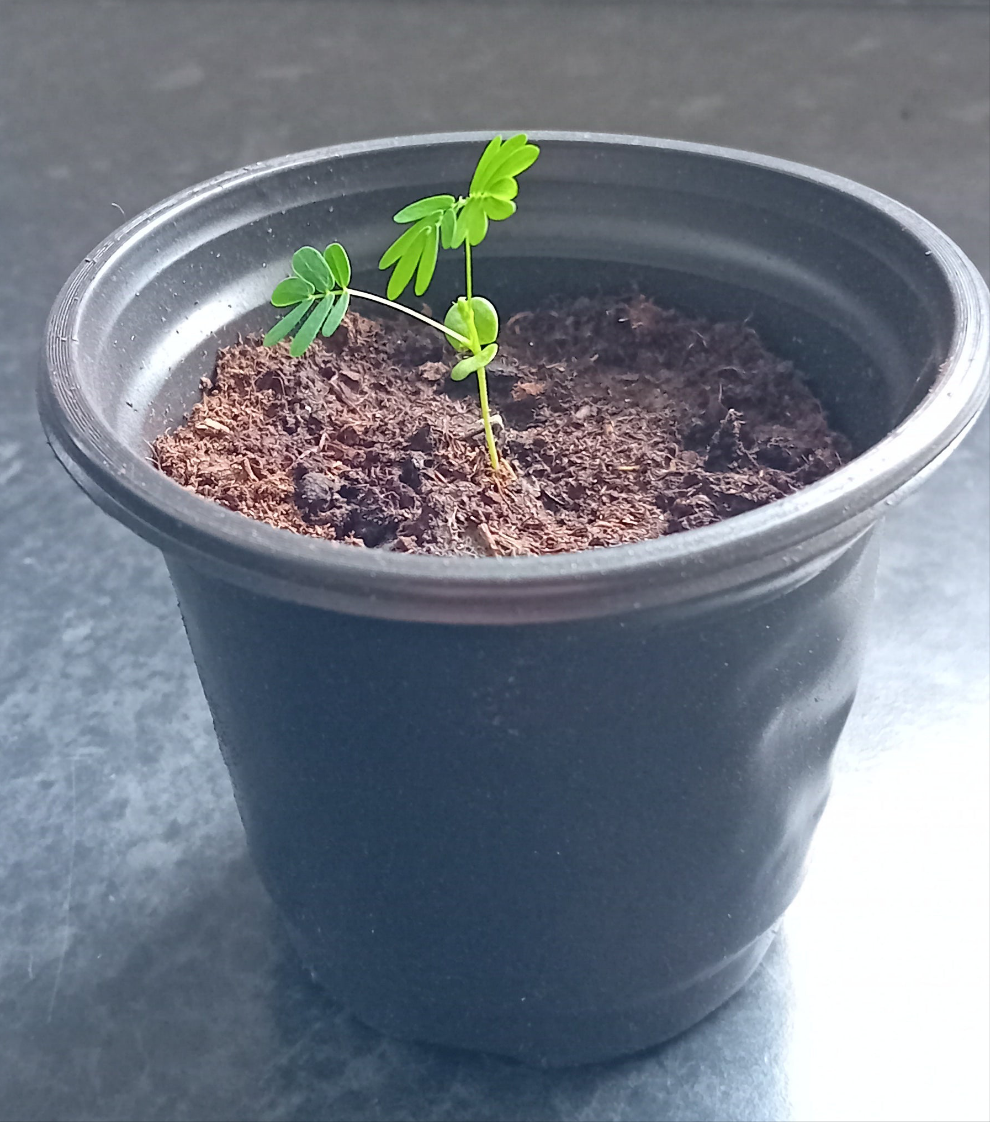 Mimosa Pudica