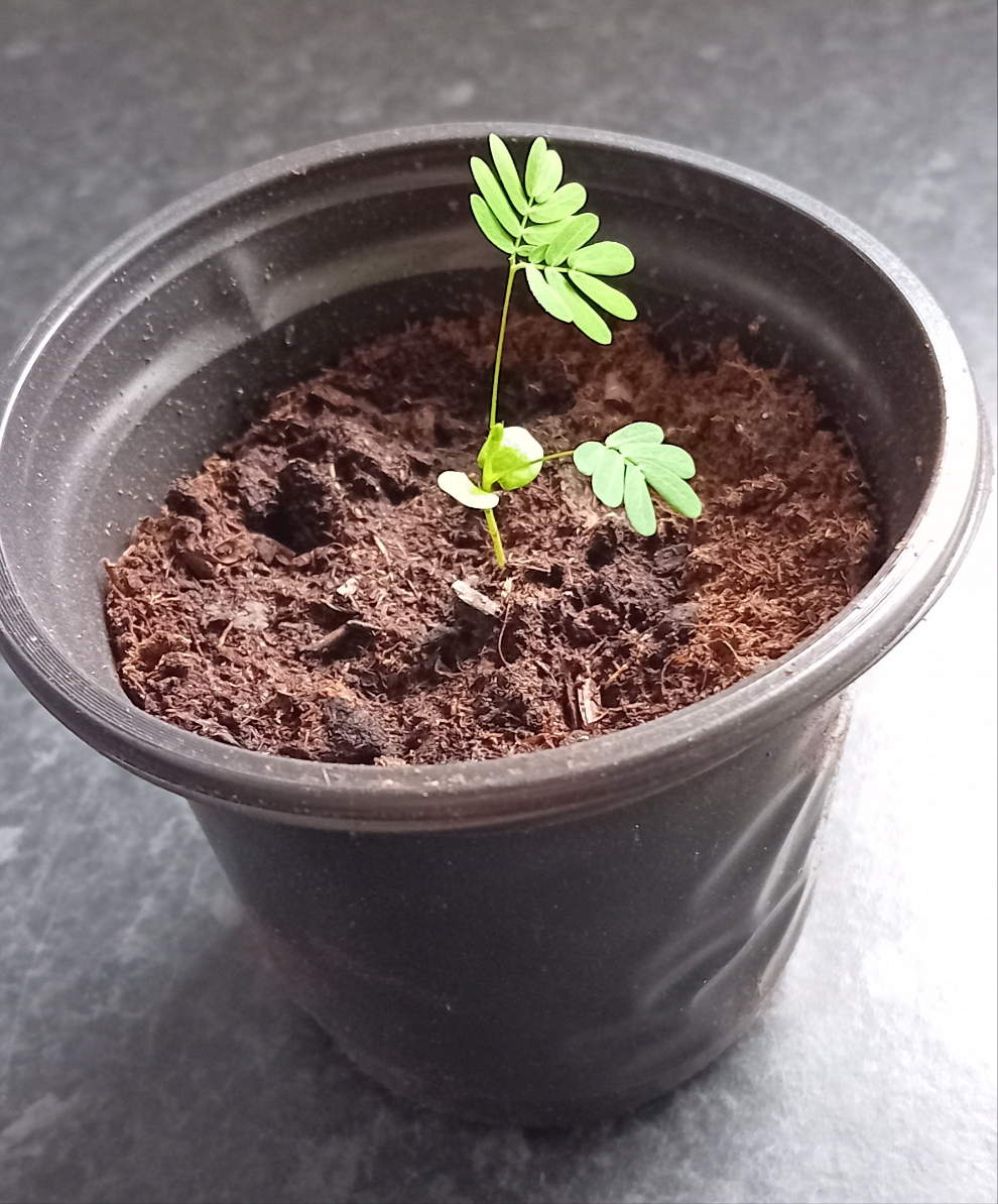 Mimosa Pudica