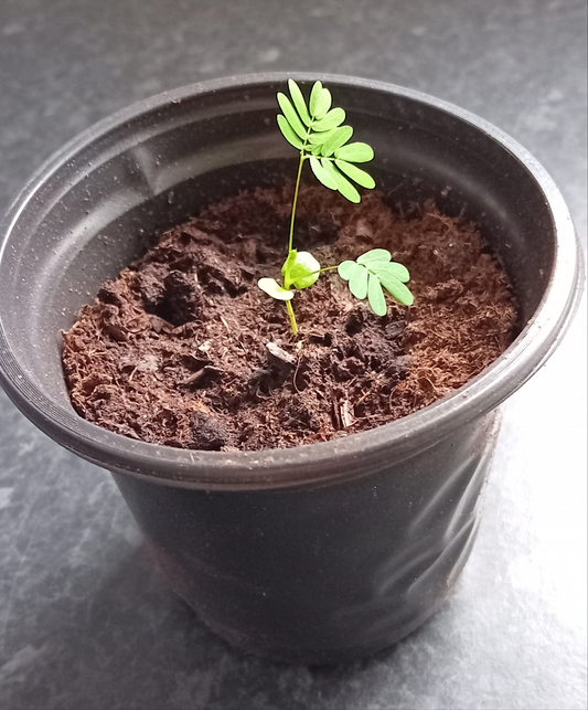 Mimosa Pudica