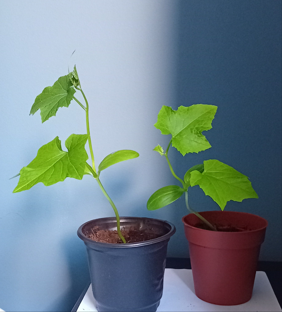 Luffa Cylindrica Garden ready plug plants