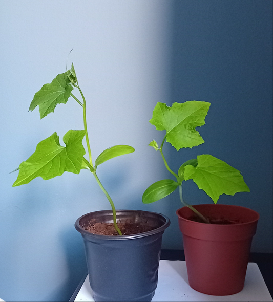 Luffa Cylindrica Garden ready plug plants