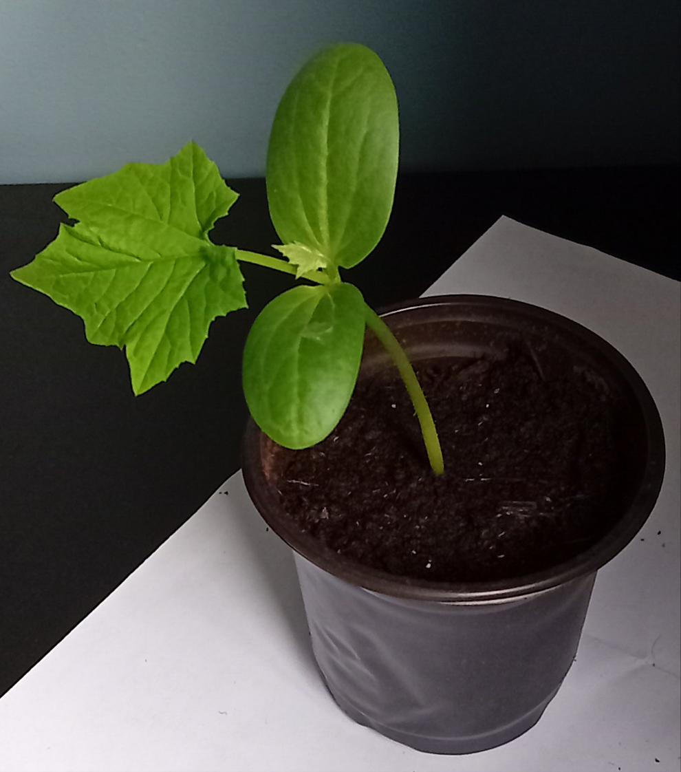 Luffa Cylindrica Garden ready plug plants